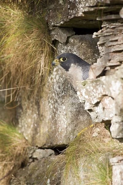 Peregrine Falcon (Falco peregrinus) adult, standing in crevice on rockface, Berwickshire, Scottish Borders, Scotland