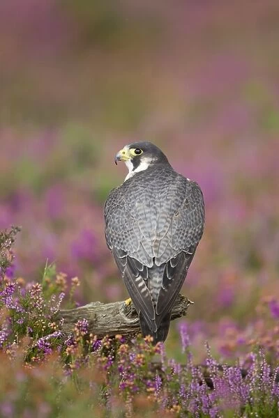Peregrine Falcon (Falco peregrinus) adult, perched on branch amongst flowering heather, September (captive)