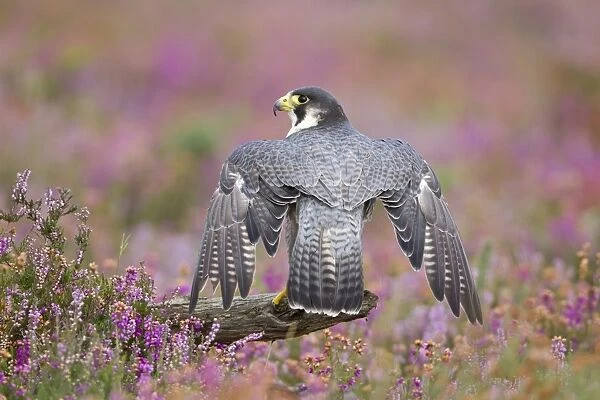 Peregrine Falcon (Falco peregrinus) adult, with wings open, perched on branch amongst flowering heather