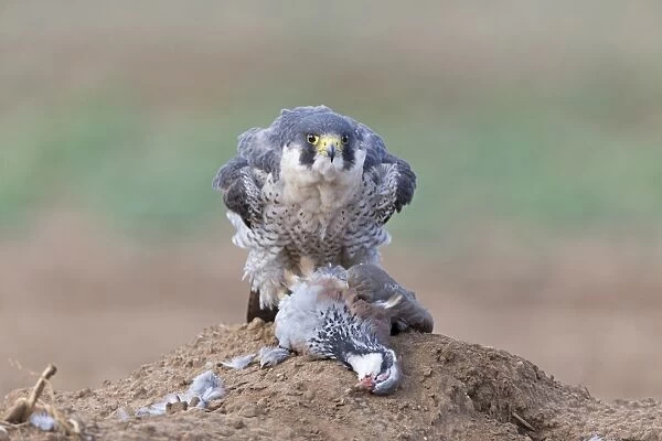 Peregrine Falcon (Falco peregrinus) adult, rousing to put feathers into position