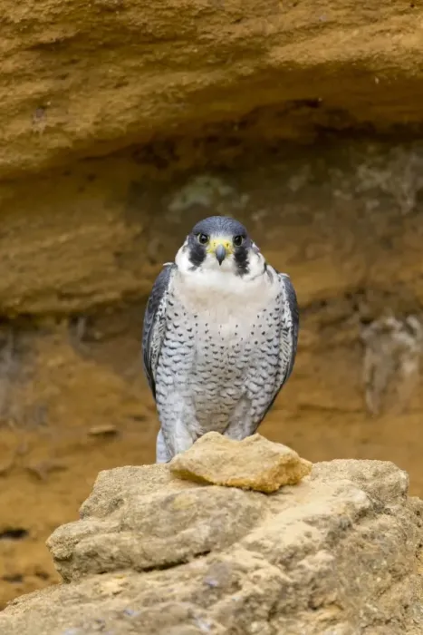 Framed Print : Peregrine Falcon (Falco peregrinus) adult, perched on cliff, Suffolk, England, May (captive) Framed Print : Peregrine Falcon (Falco peregrinus) adult, perched on cliff, Suffolk, England, May (captive)