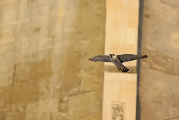 Framed Print : Peregrine Falcon (Falco peregrinus) adult, in flight, at cathedral nestsite, Norwich Cathedral, Norwich, Norfolk Framed Print : Peregrine Falcon (Falco peregrinus) adult, in flight, at cathedral nestsite, Norwich Cathedral, Norwich, Norfolk
