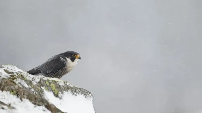 Framed Print : Peregrine Falcon (Falco peregrinus) adult, standing on snow covered rock during snowfall, Dumfries and Galloway Framed Print : Peregrine Falcon (Falco peregrinus) adult, standing on snow covered rock during snowfall, Dumfries and Galloway