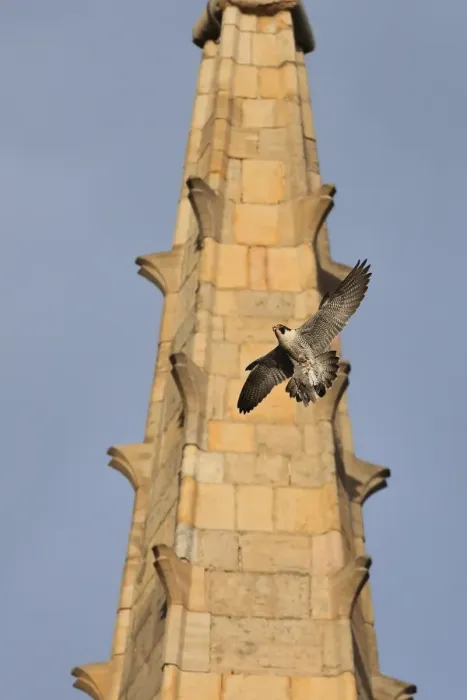 Framed Print : Peregrine Falcon (Falco peregrinus) adult, in flight, with bird prey in talons at cathedral nestsite Framed Print : Peregrine Falcon (Falco peregrinus) adult, in flight, with bird prey in talons at cathedral nestsite