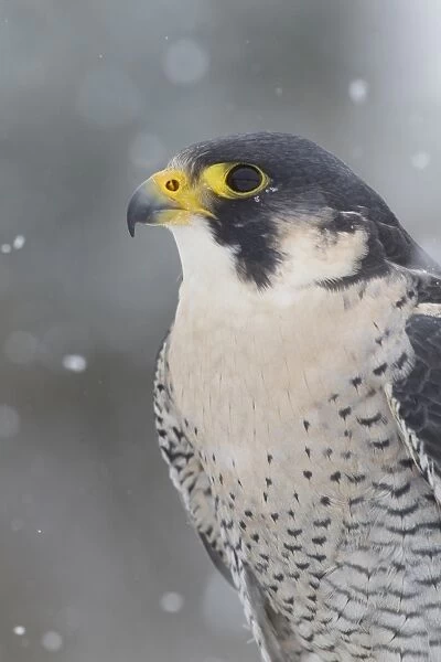 Peregrine Falcon (Falco peregrinus) adult, close-up of head and breast, during snowfall, Suffolk, England
