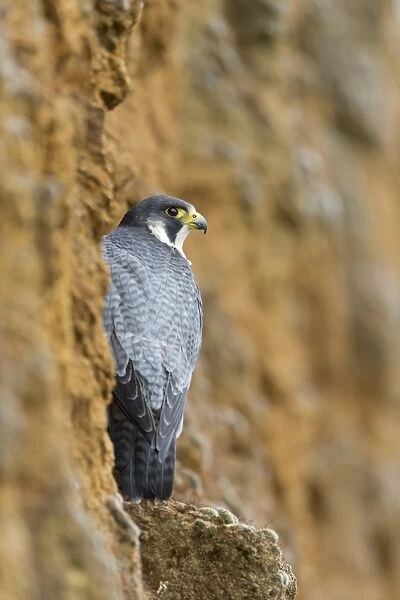 Peregrine Falcon (Falco peregrinus) adult, perched on cliff, Suffolk, England, May (captive)