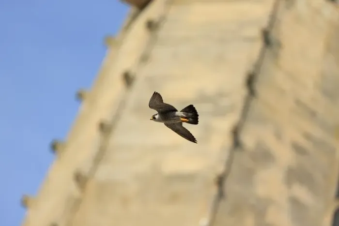 Framed Print : Peregrine Falcon (Falco peregrinus) adult, in flight, at cathedral nestsite, Norwich Cathedral, Norwich, Norfolk