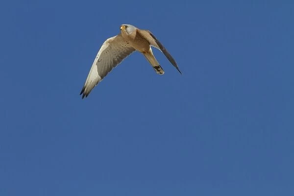 Peregrine Falcon (Falco peregrinus) adult, in mid-stoop flight, Malham Cove, Malhamdale, Yorkshire Dales N. P