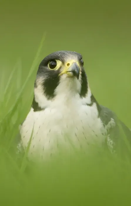 Framed Print : Peregrine Falcon (Falco peregrinus) adult male, close-up of head, standing in grass, England, may (captive) Framed Print : Peregrine Falcon (Falco peregrinus) adult male, close-up of head, standing in grass, England, may (captive)