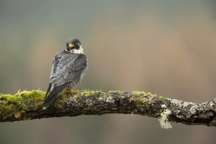 Framed Print : Peregrine Falcon (Falco peregrinus) adult male, calling, perched on moss and lichen covered branch, Scotland