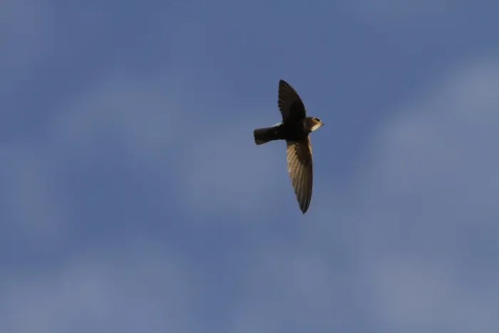 Framed Print : Peregrine Falcon (Falco peregrinus) adult pair, in flight, courtship food-pass display at cathedral nestsite Framed Print : Peregrine Falcon (Falco peregrinus) adult pair, in flight, courtship food-pass display at cathedral nestsite
