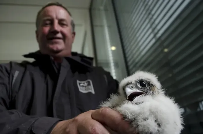 Framed Print : Peregrine Falcon (Falco peregrinus) chick, held by Wildlife Trust volunteer, from nest on city university building Framed Print : Peregrine Falcon (Falco peregrinus) chick, held by Wildlife Trust volunteer, from nest on city university building