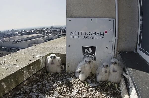 Peregrine Falcon (Falco peregrinus) four chicks, at nest on city university building, Nottingham Trent University