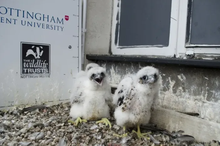 Framed Print : Peregrine Falcon (Falco peregrinus) three chicks, at nest on city university building, Nottingham Trent University Framed Print : Peregrine Falcon (Falco peregrinus) three chicks, at nest on city university building, Nottingham Trent University