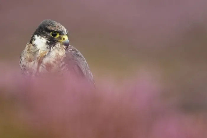 Framed Print : Peregrine Falcon (Falco peregrinus) immature, amongst heather during rain shower, Powys, Wales, september (captive) Framed Print : Peregrine Falcon (Falco peregrinus) immature, amongst heather during rain shower, Powys, Wales, september (captive)