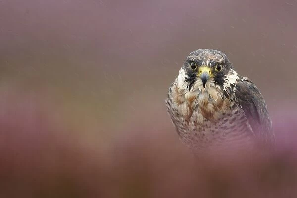 Peregrine Falcon (Falco peregrinus) immature, amongst heather during rain shower, Powys, Wales, september (captive)