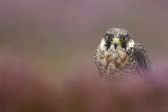 Framed Print : Peregrine Falcon (Falco peregrinus) immature, amongst heather during rain shower, Powys, Wales, september (captive) Framed Print : Peregrine Falcon (Falco peregrinus) immature, amongst heather during rain shower, Powys, Wales, september (captive)