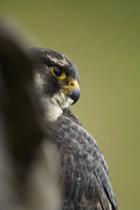 Framed Print : Peregrine Falcon (Falco peregrinus) immature, peering from cliff-face, Powys, Wales, January (captive)