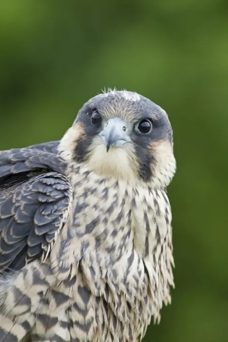 Framed Print : Peregrine Falcon (Falco peregrinus) juvenile, close-up of head and chest, july (captive)