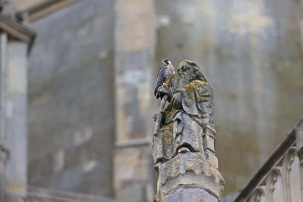 Peregrine Falcon (Falco peregrinus) juvenile, perched on sculpture at cathedral nestsite, Norwich Cathedral, Norwich