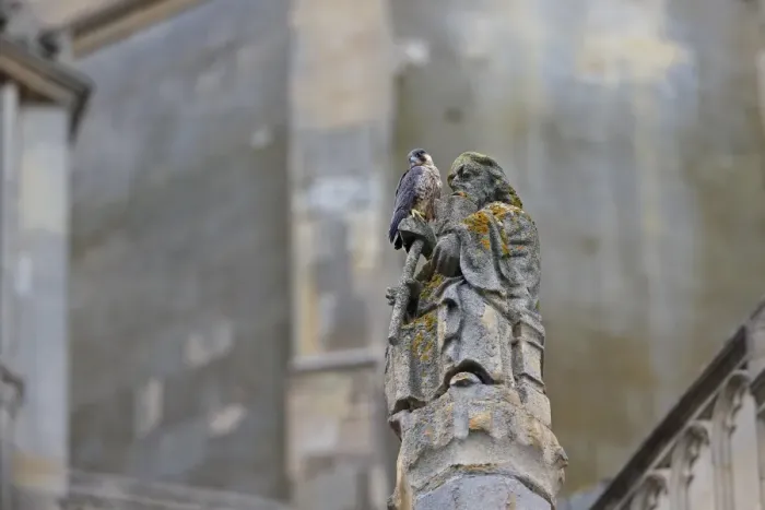 Framed Print : Peregrine Falcon (Falco peregrinus) juvenile, perched on sculpture at cathedral nestsite, Norwich Cathedral, Norwich Framed Print : Peregrine Falcon (Falco peregrinus) juvenile, perched on sculpture at cathedral nestsite, Norwich Cathedral, Norwich