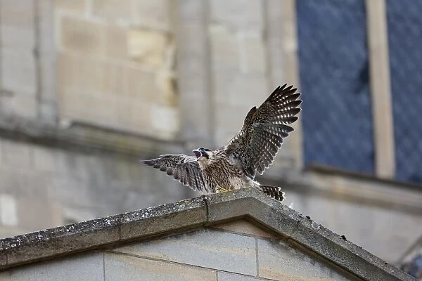Peregrine Falcon (Falco peregrinus) juvenile, calling with wings spread, perched at cathedral nestsite