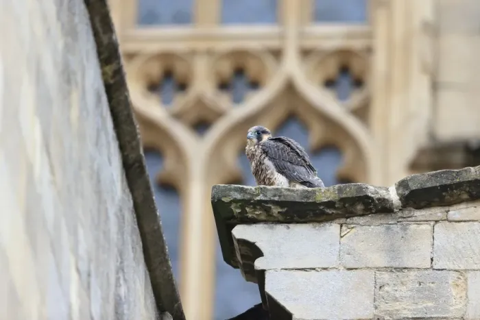 Framed Print : Peregrine Falcon (Falco peregrinus) juvenile, perched at cathedral nestsite, Norwich Cathedral, Norwich, Norfolk Framed Print : Peregrine Falcon (Falco peregrinus) juvenile, perched at cathedral nestsite, Norwich Cathedral, Norwich, Norfolk