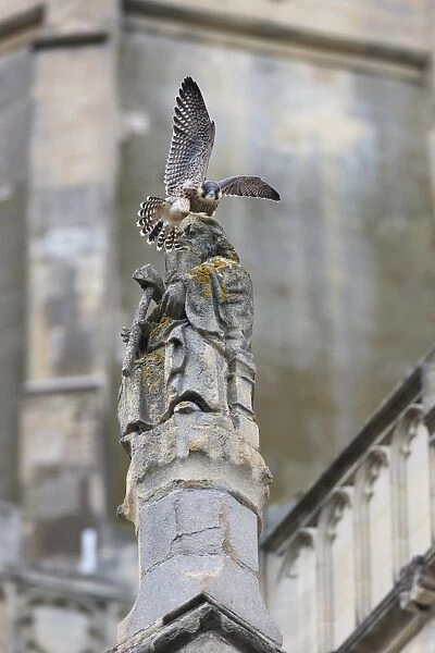 Peregrine Falcon (Falco peregrinus) juvenile, with wings spread, perched on sculpture at cathedral nestsite