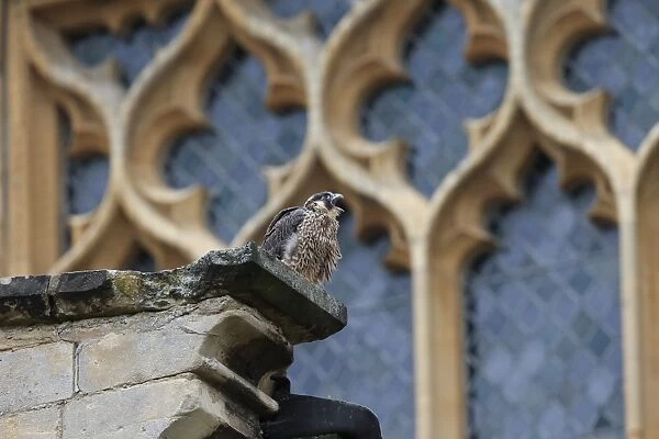 Peregrine Falcon (Falco peregrinus) juvenile, calling, perched at cathedral nestsite, Norwich Cathedral, Norwich
