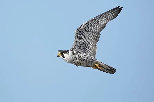 Peregrine Falcon (Falco peregrinus tundrius) adult, in flight, Nunavut, Canada, July