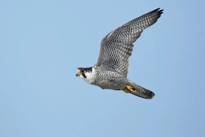Framed Print : Peregrine Falcon (Falco peregrinus tundrius) adult, in flight, Nunavut, Canada, July Framed Print : Peregrine Falcon (Falco peregrinus tundrius) adult, in flight, Nunavut, Canada, July