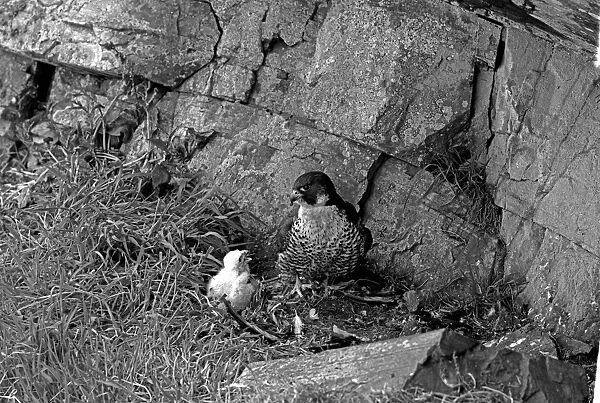 Peregrine at nest with chick. Taken by Eric Hosking in June 1953