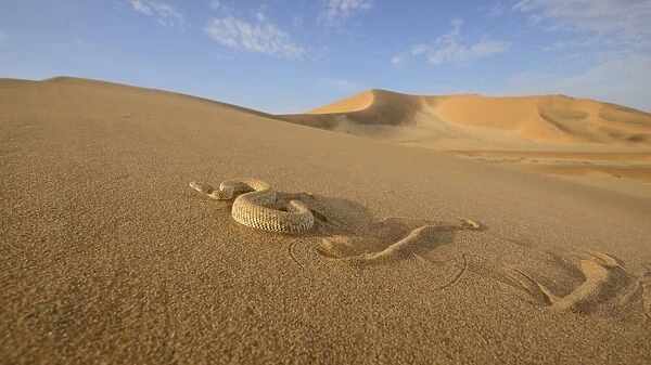 Peringueys Adder (Bitis peringueyi) adult, side-winding over sand dune in desert habitat, Namib Desert, Namibia