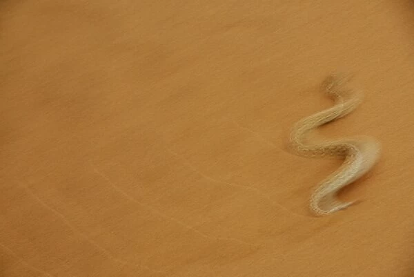 Peringueys Adder (Bitis peringueyi) adult, side-winding over sand dune in desert, blurred movement, Namib Desert