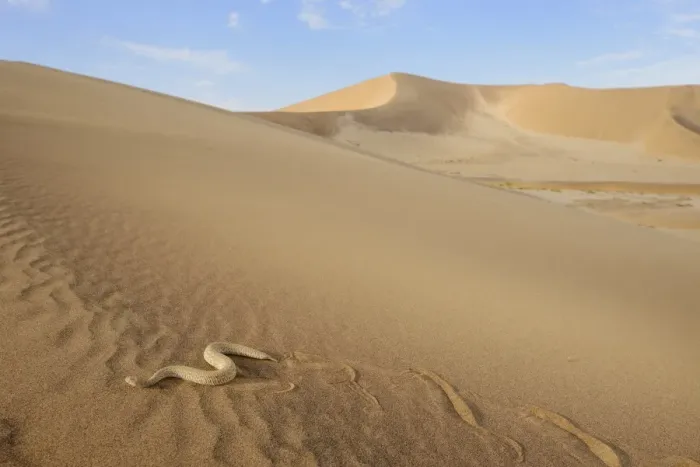 Framed Print : Peringueys Adder (Bitis peringueyi) adult, side-winding over sand dune in desert habitat, Namib Desert, Namibia Framed Print : Peringueys Adder (Bitis peringueyi) adult, side-winding over sand dune in desert habitat, Namib Desert, Namibia