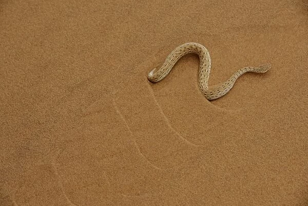 Peringueys Adder (Bitis peringueyi) adult, side-winding over sand dune in desert, Namib Desert, Namibia, February
