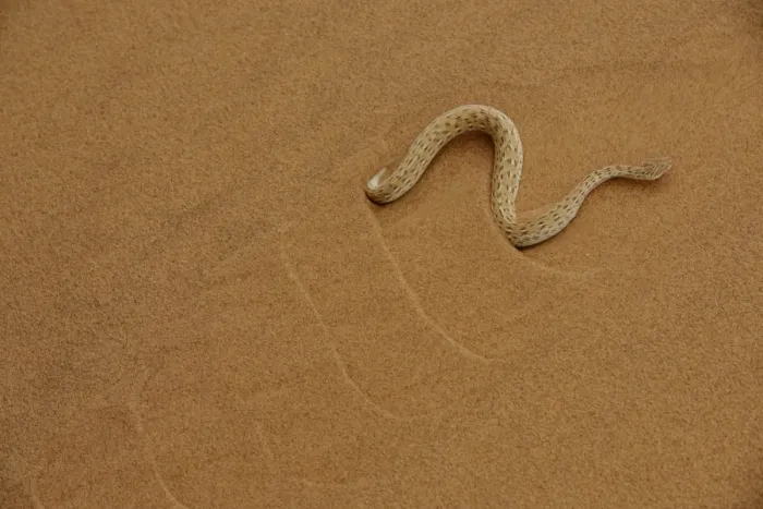 Framed Print : Peringueys Adder (Bitis peringueyi) adult, side-winding over sand dune in desert, Namib Desert, Namibia, February Framed Print : Peringueys Adder (Bitis peringueyi) adult, side-winding over sand dune in desert, Namib Desert, Namibia, February