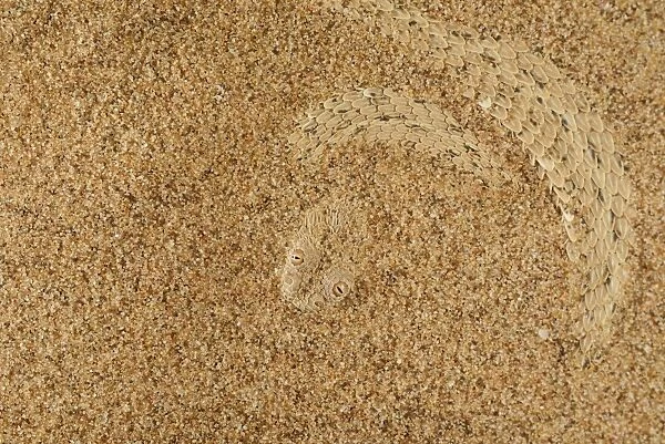 Peringueys Adder (Bitis peringueyi) adult, buried under sand in desert, Namib Desert, Namibia, February