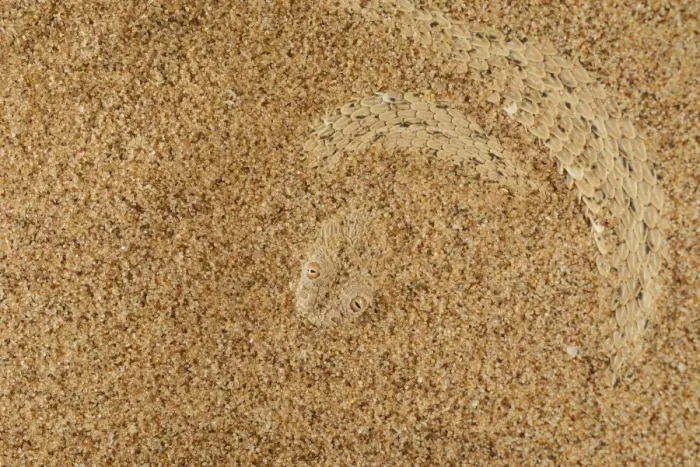 Framed Print : Peringueys Adder (Bitis peringueyi) adult, buried under sand in desert, Namib Desert, Namibia, February Framed Print : Peringueys Adder (Bitis peringueyi) adult, buried under sand in desert, Namib Desert, Namibia, February
