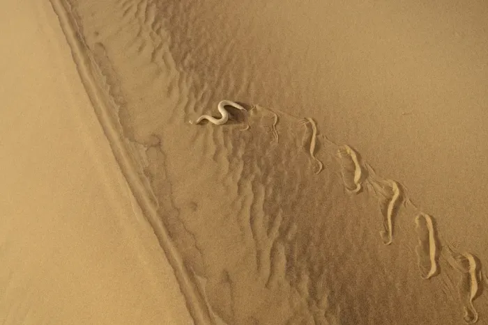 Framed Print : Peringueys Adder (Bitis peringueyi) adult, side-winding over sand dune in desert, Namib Desert, Namibia, February Framed Print : Peringueys Adder (Bitis peringueyi) adult, side-winding over sand dune in desert, Namib Desert, Namibia, February