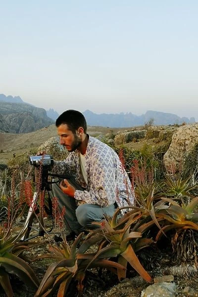 Perry's Aloe (Aloe perryi) flowering, with researcher filming flowering in desert mountain habitat, Socotra, Yemen, march