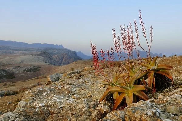 Perry's Aloe (Aloe perryi) flowering, growing in desert mountain habitat, Socotra, Yemen, march