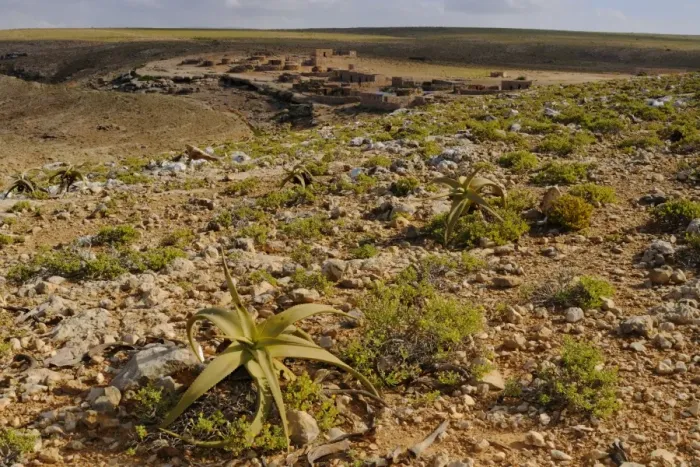 Framed Print : Perry's Aloe (Aloe perryi) growing in rocky desert habitat, Socotra, Yemen, december Framed Print : Perry's Aloe (Aloe perryi) growing in rocky desert habitat, Socotra, Yemen, december