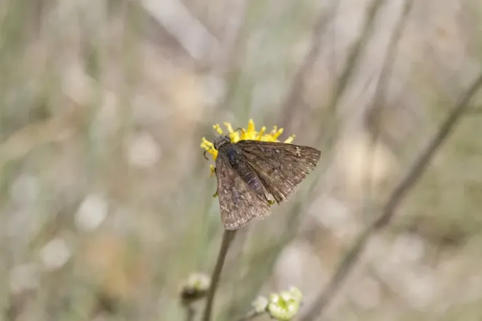 Framed Print : Persius Duskywing - Utah America