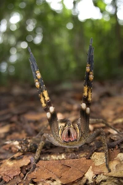 Peruvian Wandering Spider (Phoneutria reidyi) adult female, in warning posture towards photographer, Los Amigos Biological Station, Madre de Dios, Amazonia, Peru