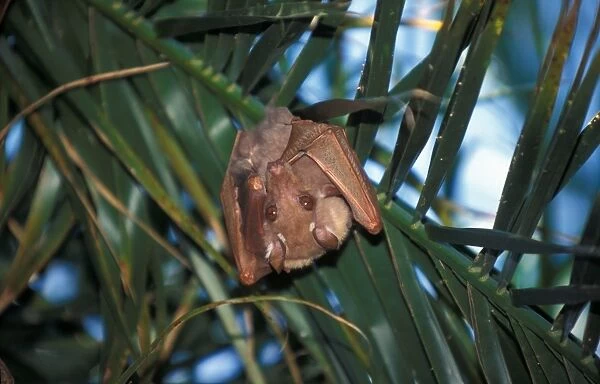 Peters Epauletted Fruit Bat (Epomophorus crypturus) Botswana