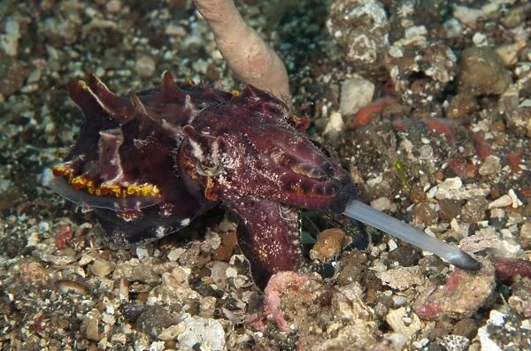 Pfeffers Flamboyant Cuttlefish (Metasepia pfefferi) adult, feeding, with tentacles extended, Lembeh Straits, Sulawesi
