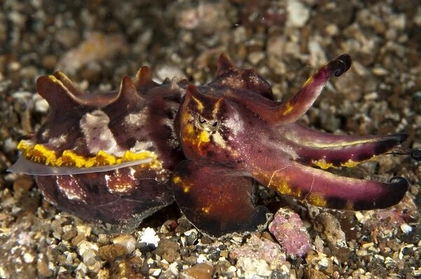Pfeffers Flamboyant Cuttlefish (Metasepia pfefferi) adult, resting on black sand, Lembeh Straits, Sulawesi