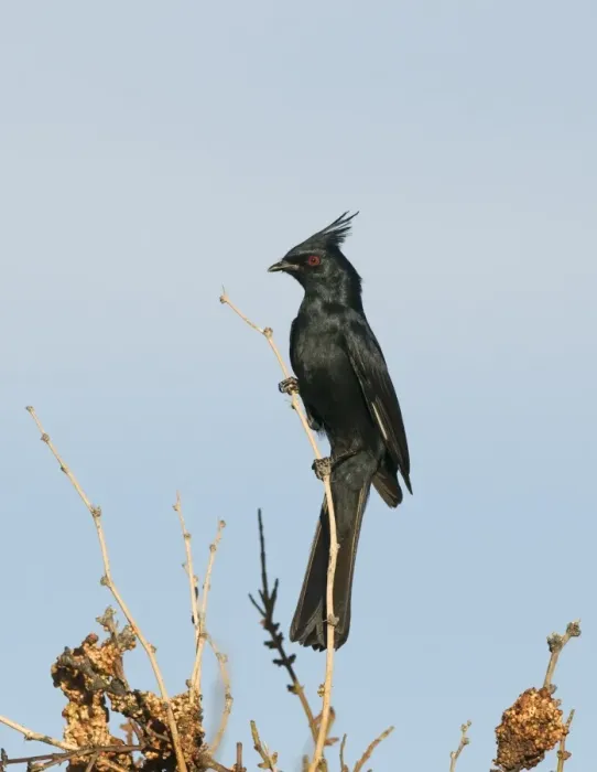Framed Print : Phainopepla (Phainopepla nitens) adult male, perched on twig, California, U. S. A. april Framed Print : Phainopepla (Phainopepla nitens) adult male, perched on twig, California, U. S. A. april