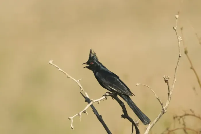 Framed Print : Phainopepla (Phainopepla nitens) adult male, calling, perched on twig, California, U. S. A. april Framed Print : Phainopepla (Phainopepla nitens) adult male, calling, perched on twig, California, U. S. A. april